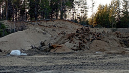 В Лузе после добычи песка в сосновом бору остались котлован, мусор и пни
