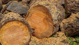 В Кировской области незаконно вырубили лес на 3,5 миллиона рублей