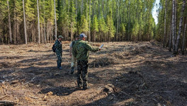 В Кирово-Чепецком районе с лесоарендатора взыскали более 540 тысяч рублей за незаконный переруб деревьев