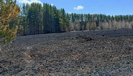 С начала сезона в Кировской области произошло 16 лесных пожаров