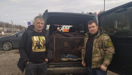 Трёх спасённых в Оричевском районе медвежат отправили на реабилитацию в Тверскую область