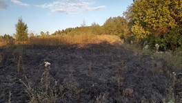 В Кировской области загорелось поле из-за сигнального патрона