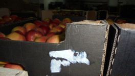 В Кирове уничтожили 700 килограммов санкционных яблок и салата