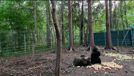 Медвежата Ёжик и Веснушкин объелись яблок. Видео