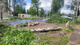 Жители Омутнинска возмущены вырубкой берёз на улице Свободы