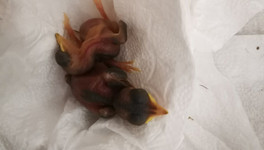 В центр «Большое гнездо» принесли двух неоперившихся птенцов