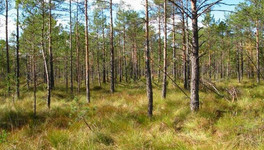 Вокруг трёх памятников природы Кировской области создадут охранные зоны