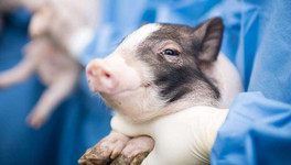 Учёные попытались оживить свиней с помощью новой разработки