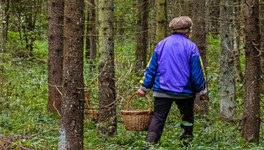 Заблудившаяся пенсионерка из Кирова провела в лесу полдня. Вернуться домой женщине помогли спасатели