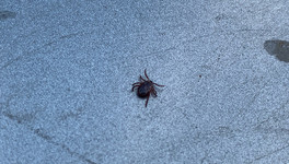 Врач предупредил: в этом году будет много клещей