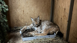 Рысенка, который три недели бродил по Кирову, отловили