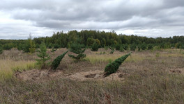В Уржумском районе незаконно выкопали около 100 сосен