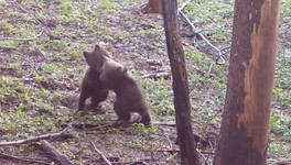 Игра двух медвежат, спасённых в Кировской области. Видео