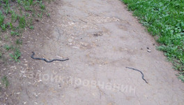 В центре Кирова на тротуарах заметили змей