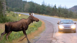 В Кировской области за месяц под колёса автомобилей попали два лося и заяц