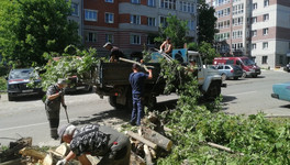 В Кировской области после трагедии проверят состояние деревьев