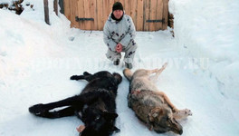В Кировской области добыли второго за месяц чёрного волка