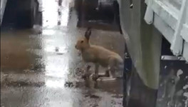 В Кирове сняли на видео зайца, который забежал в город