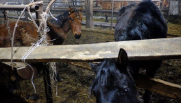 По ситуации на ферме «Калинино», где гибли животные, проведут служебное расследование
