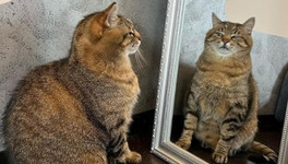 Кошки из России больше не смогут участвовать в международных выставках