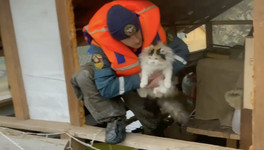 Кировчане поделились кадрами спасения животных в Оренбурге