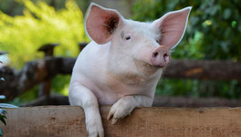 В Кировскую область завезли 18 свиней неизвестного происхождения