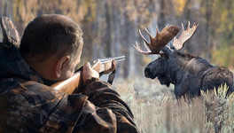 В Кировской области продлили сезон охоты на лосей