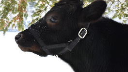 В Зуевском районе ввели карантин по бешенству: болезнь обнаружили у коровы
