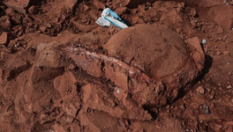 На котельничском местонахождении обнаружили новые останки парейазавра