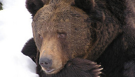 В Омутнинском районе застрелили медведя, который держал в страхе местных жителей