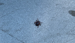 Более 1,2 миллиона россиян привились от клещевого энцефалита