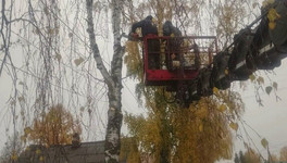 В Порошино и Талице спилили аварийные деревья