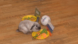 В кировском музее кролик предсказал результат игры сборной России на Чемпионате мира