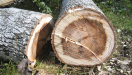 Общественник проверит кировские леса на наличие незаконных вырубок