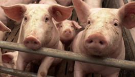 Вблизи границы с Кировской областью нашли очаги африканской чумы свиней