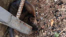 В Кирове спасли ондатру