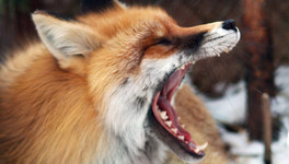 Бешеная лисица забежала в деревню в Кировской области