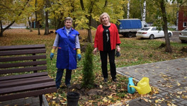 В сквере на Павла Корчагина высадили туи и гортензии