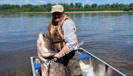 В Вятке рыбак поймал огромного сома весом 82 кг