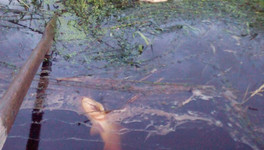 Министр охраны окружающей среды прокомментировала состояние реки Пижмы после массовой гибели рыбы