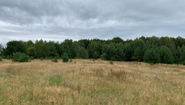 Охотник из Афанасьевского округа убил лося и получил штраф с конфискацией ружья