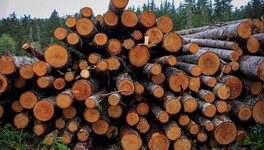 Врио губернатора призвал чиновников разобраться в причинах дефицита леса