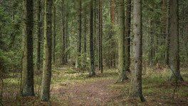 В Юрьянском районе четвертый день ищут заблудившуюся в лесу пенсионерку