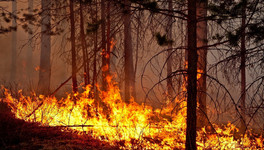 Кировских огнеборцев наградят за тушение лесных пожаров в Коми
