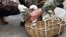 В Октябрьском районе Кирова домашним животным сделают бесплатные прививки от бешенства