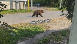 В Котельниче заметили медвежонка