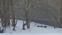 Кировчане сняли на видео стаю огромных крыс на улице Азина