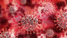 Какие штаммы коронавируса есть и чем они отличаются?