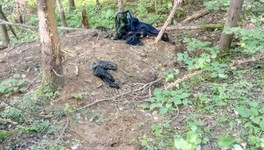 «Медведь переволок труп к берлоге, где и съел»: в омутнинском лесу нашли останки пропавшего мужчины