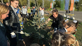 В Кочуровском парке высадили колючие ели